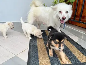 1-3 months Male Purebred Japanese Spitz