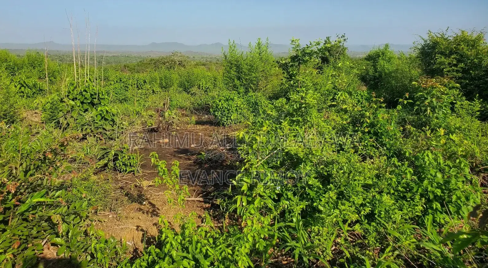 Shamba La Hekari 10 Itigi, Kijiji Cha Doroto, Mita 100 Toka Kwenye Lam