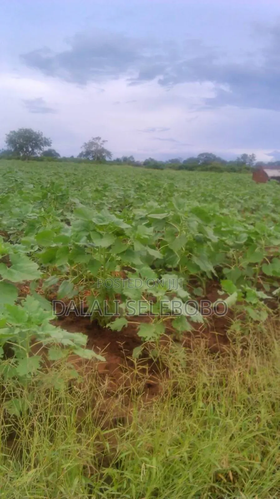 Hectore 330 at Morogoro Sangasanaga