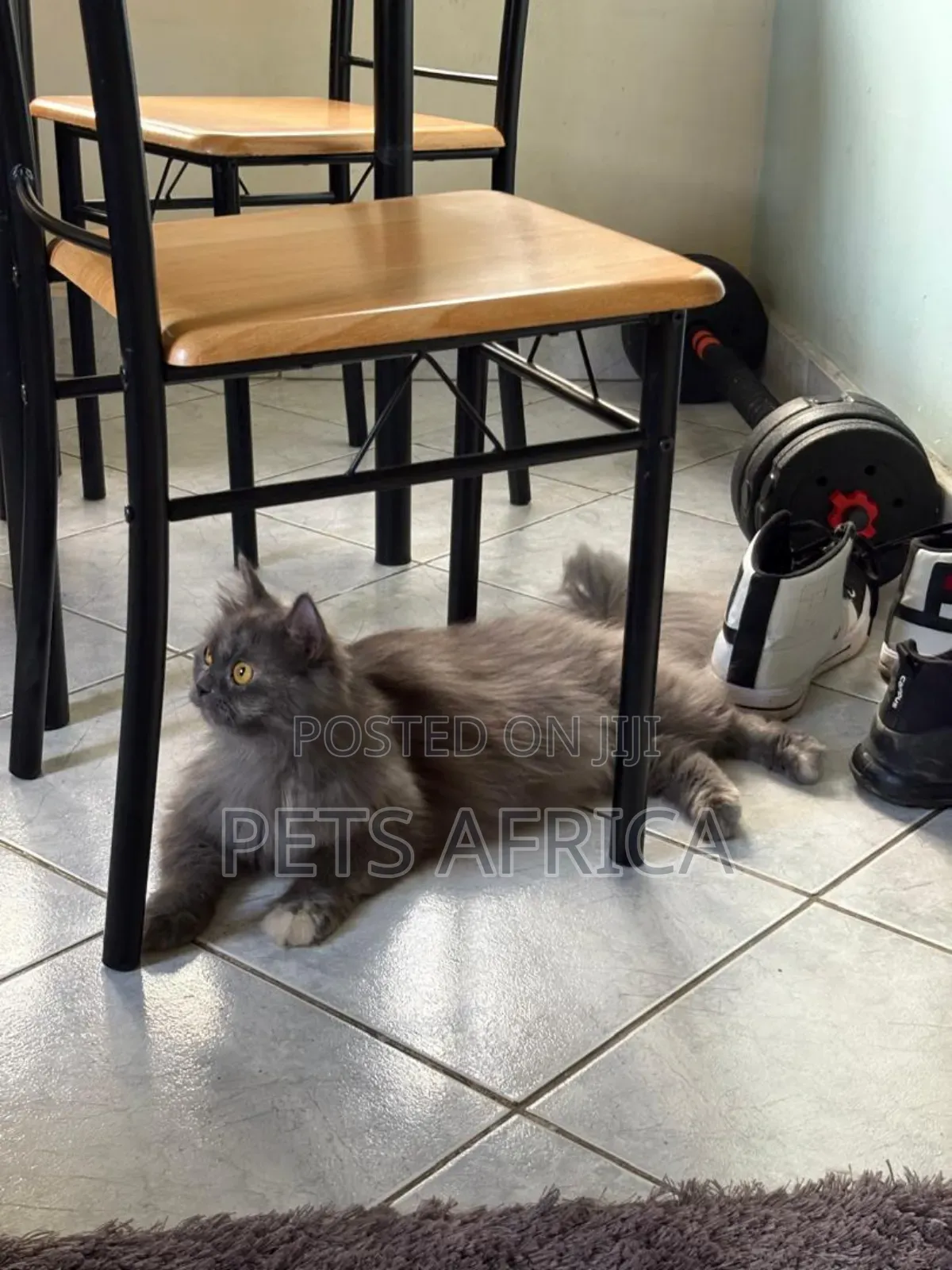 1+ year Female Purebred Persian