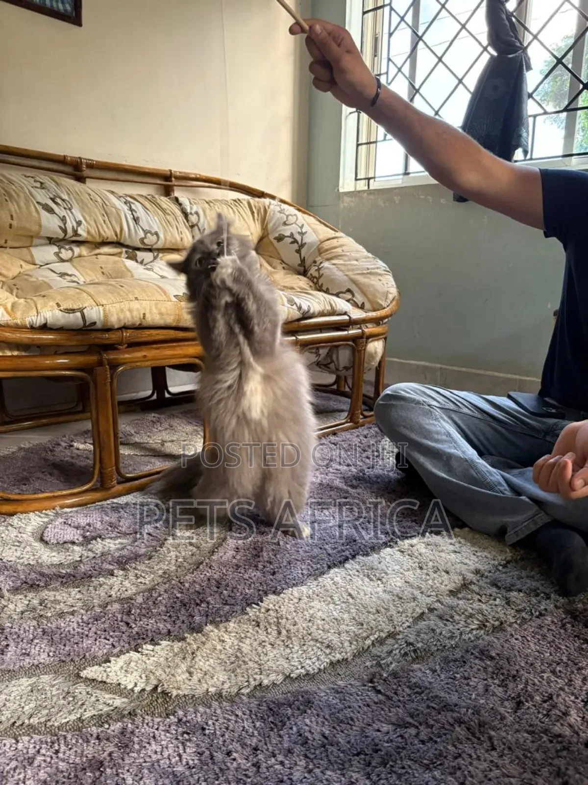 1+ year Female Purebred Persian