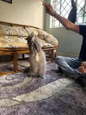 1+ year Female Purebred Persian