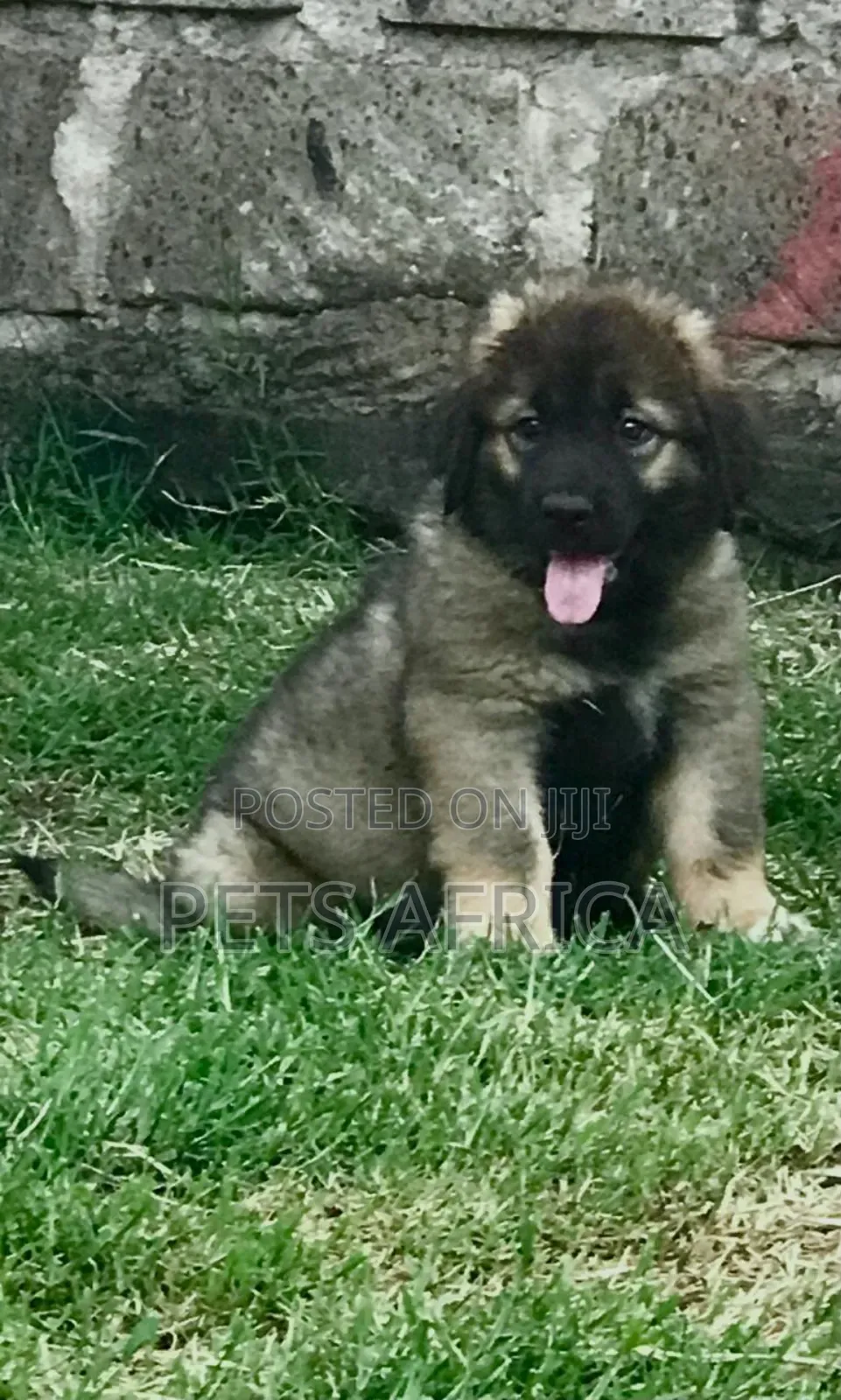 1-3 months Female Purebred Caucasian Shepherd