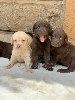 Photo - 1-3 months Male Purebred Labrador Retriever