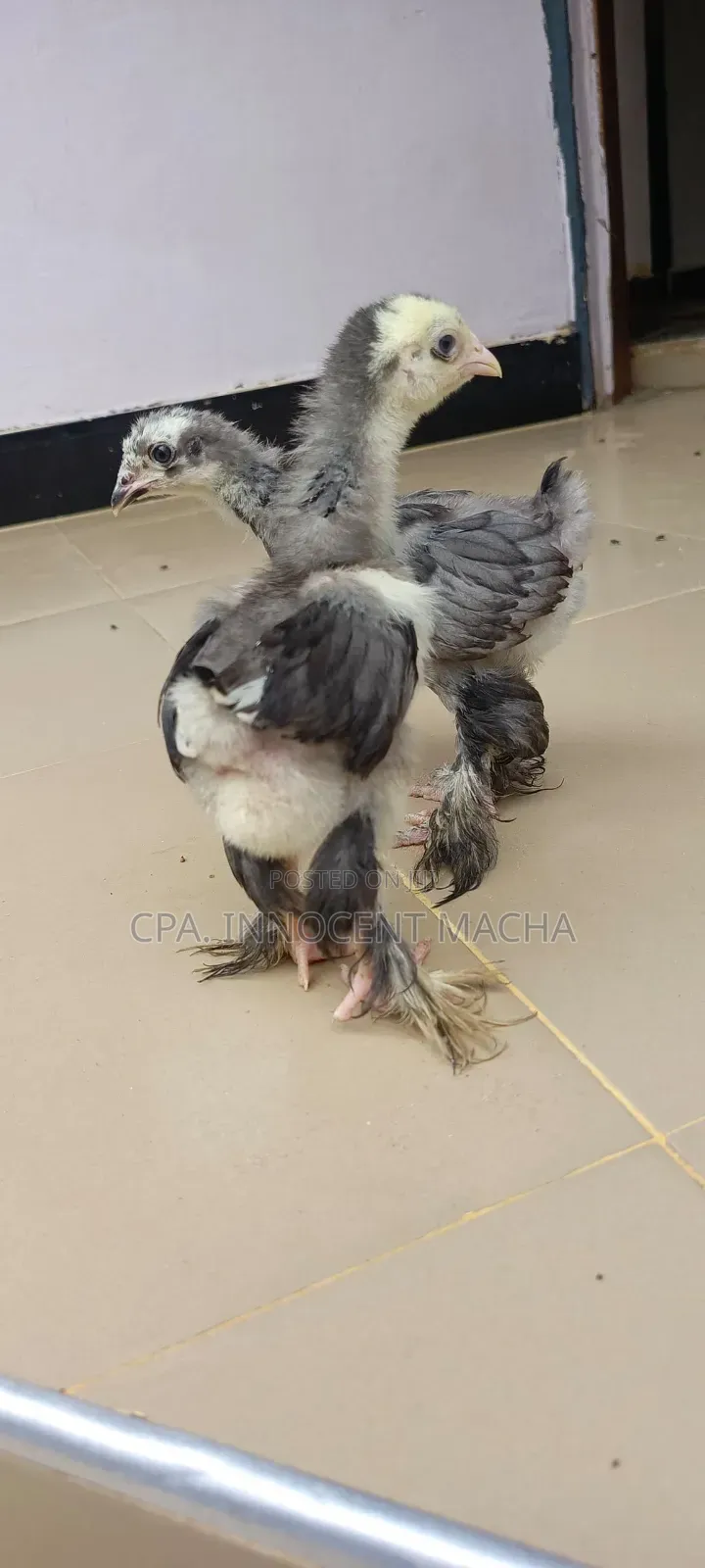 Vifaranga Wa Brahma