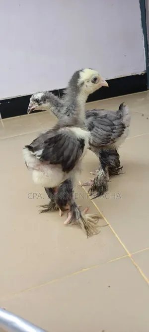 Vifaranga Wa Brahma