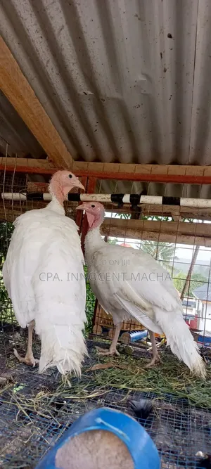 Bata Mzinga Pair