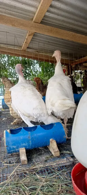 Bata Mzinga Pair