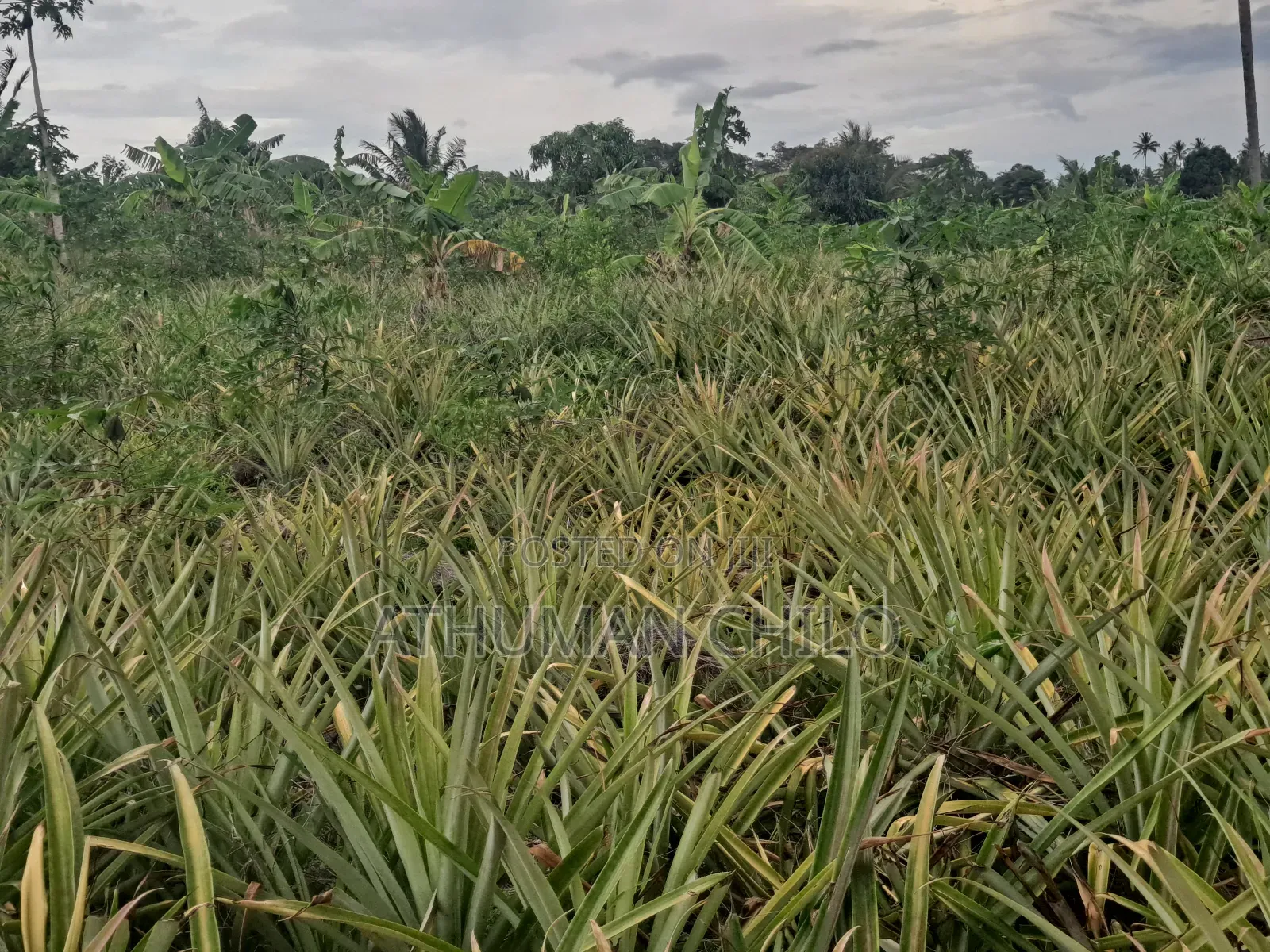 Shamba Linauzwa Kiwangwa Bagamoyo Pwani