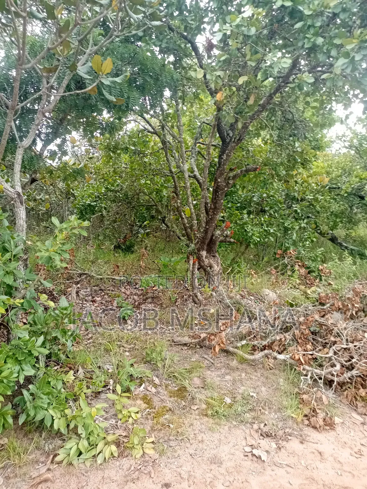 Shamba Linauzwa Ekari 17,000