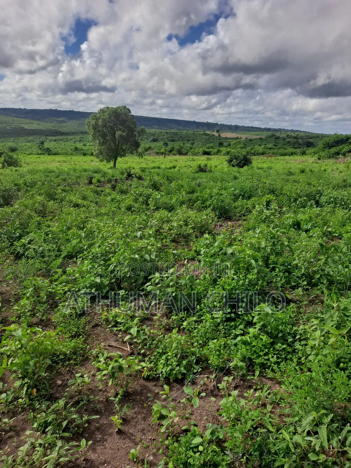 Shamba Linauzwa Lipo Kiwangwa Bagamoyo Pwani