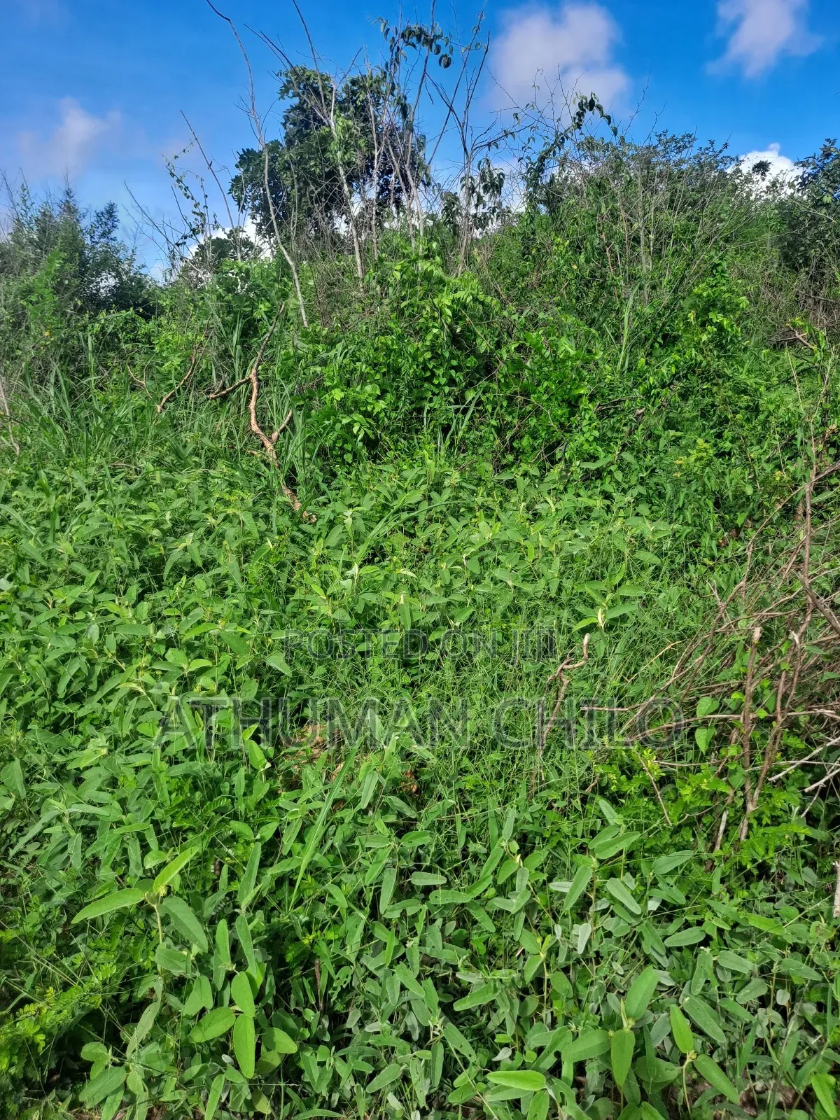 Shamba Linauzwa Lipo Kiwangwa Bagamoyo Pwani