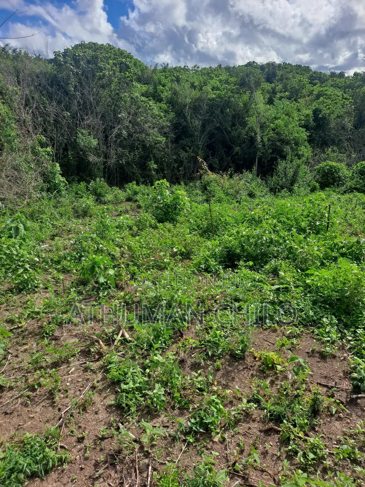 Shamba Linauzwa