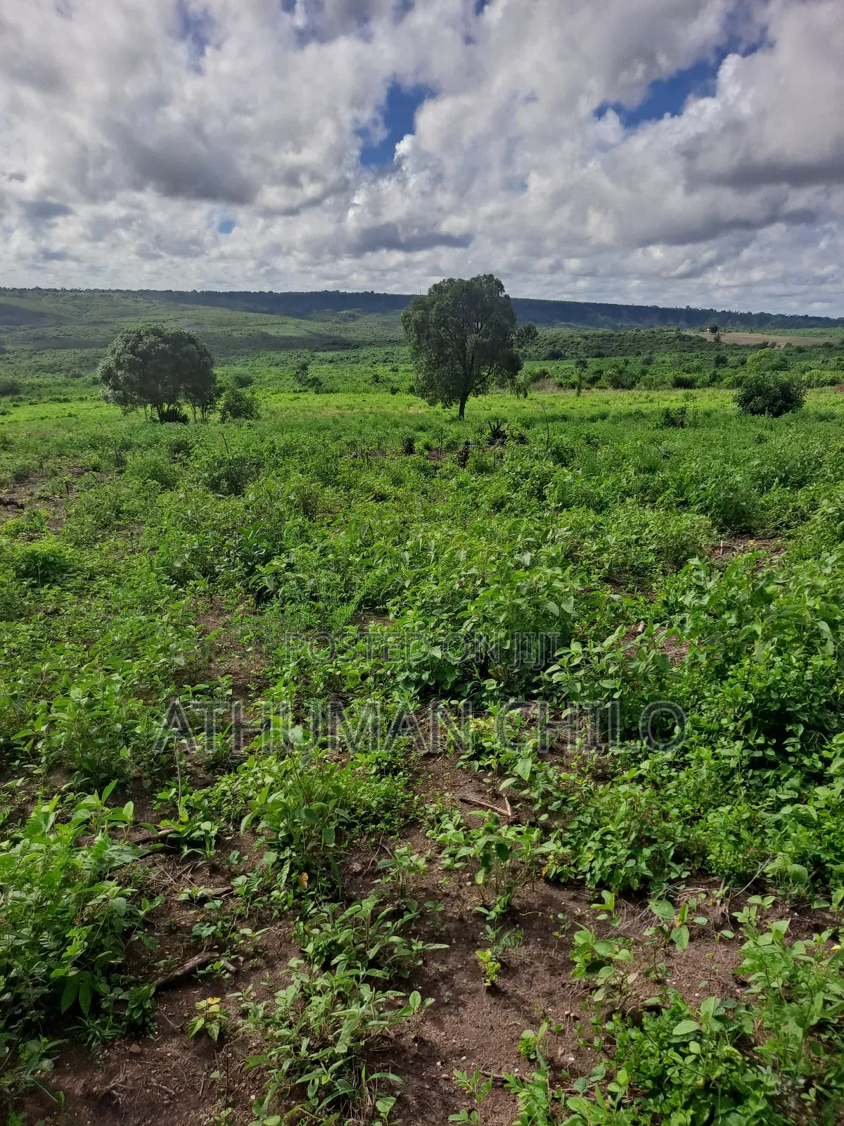 Shamba Linauzwa