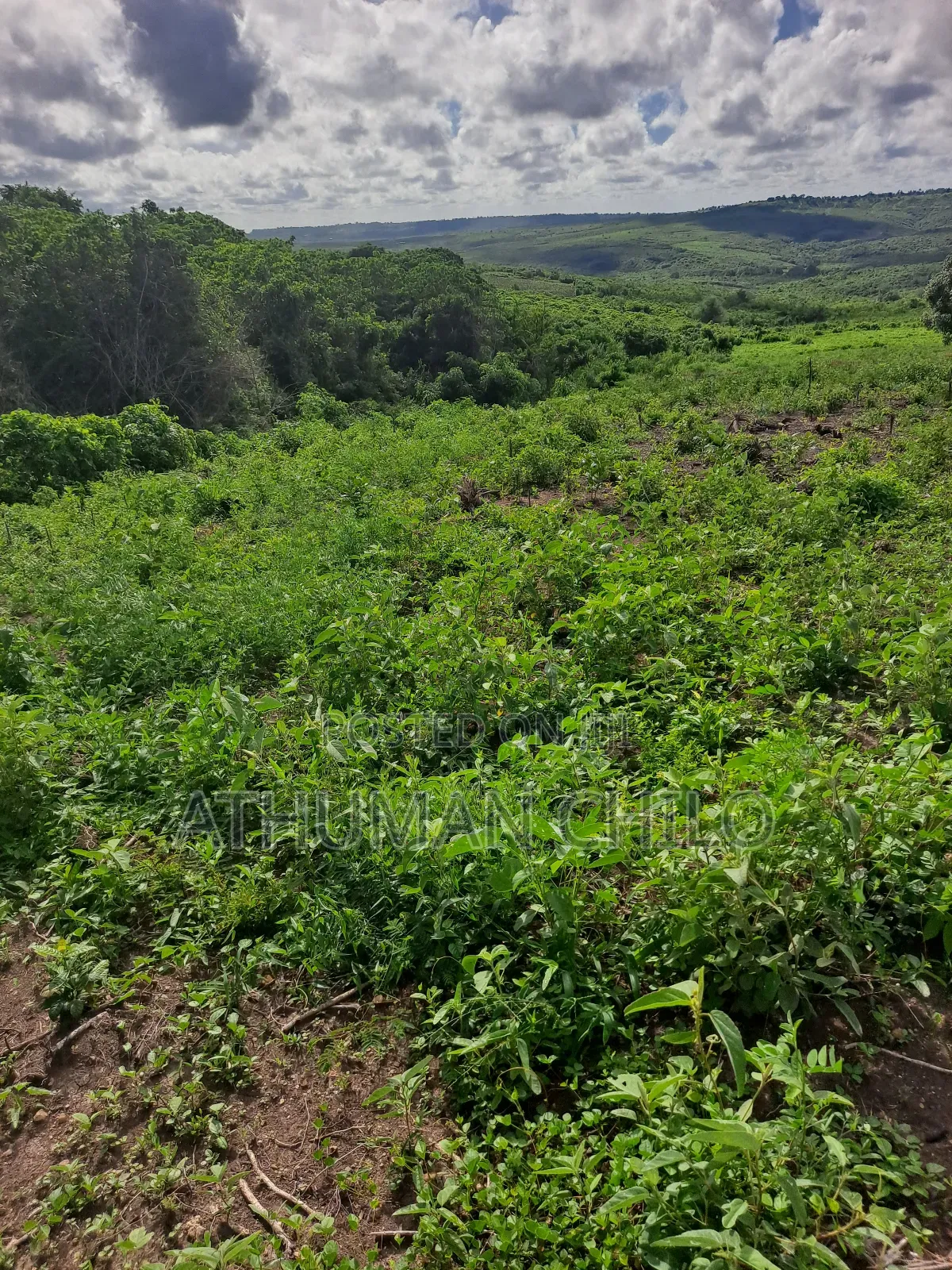 Shamba Linauzwa