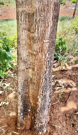 Shamba La Miti Ekari 6 Linauzwa Korogwe