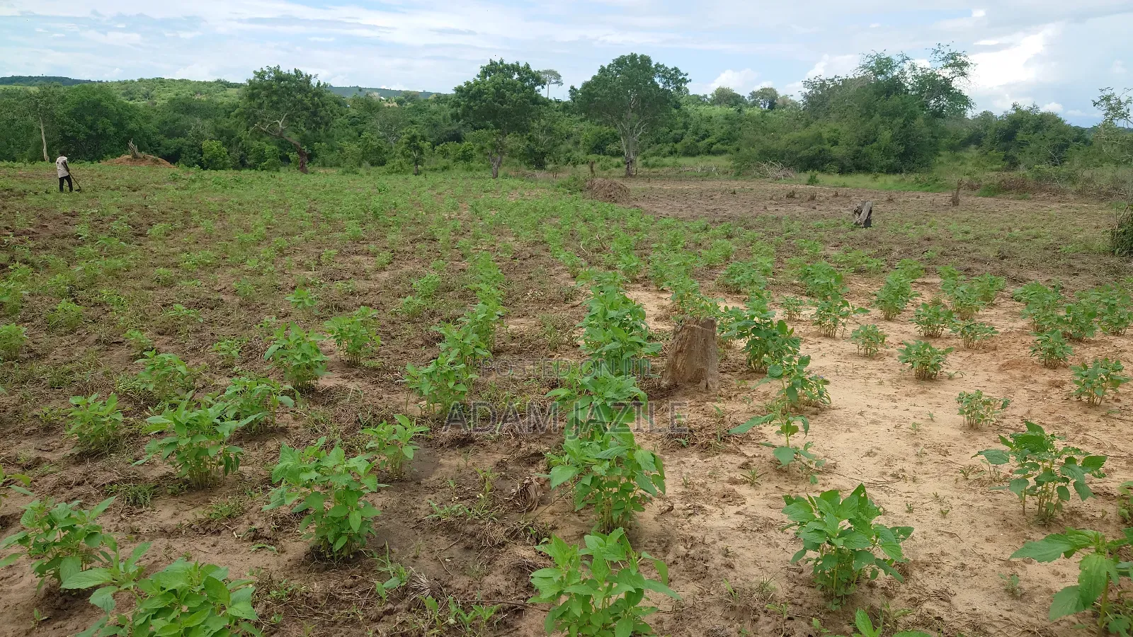 Shamba La Ekai 100 Linauzwa Mwetemo Bagamoyo