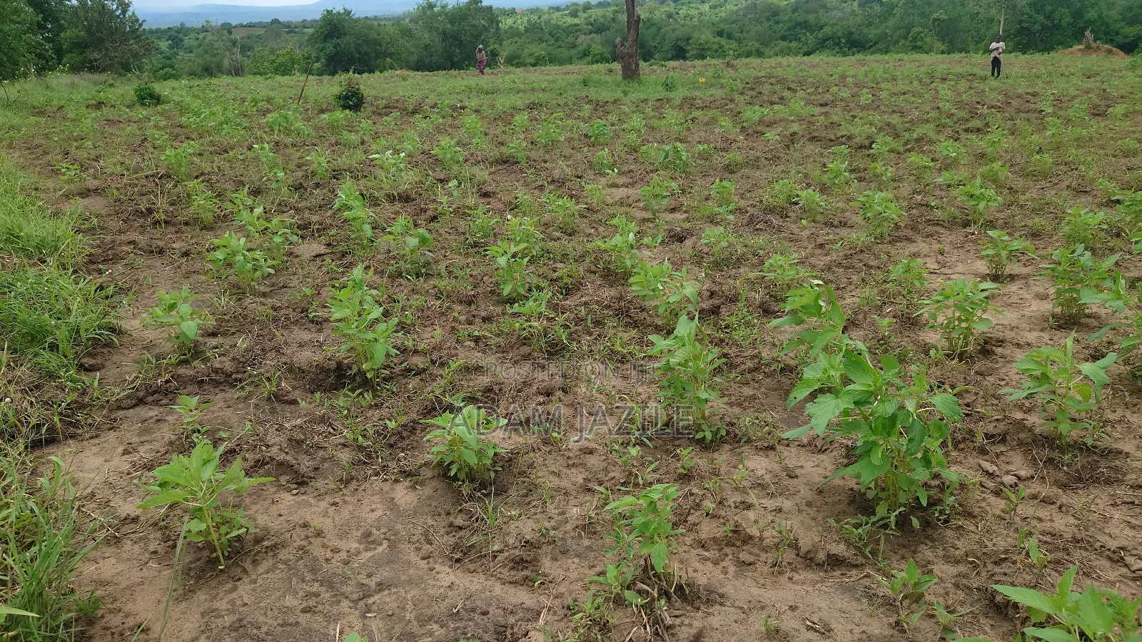 Shamba La Ekai 100 Linauzwa Mwetemo Bagamoyo