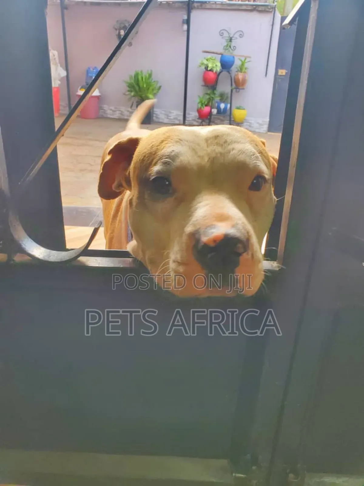 6-12 months Male Purebred American Pit Bull Terrier