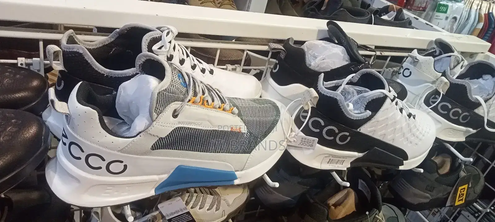 Sardi New Sneakers