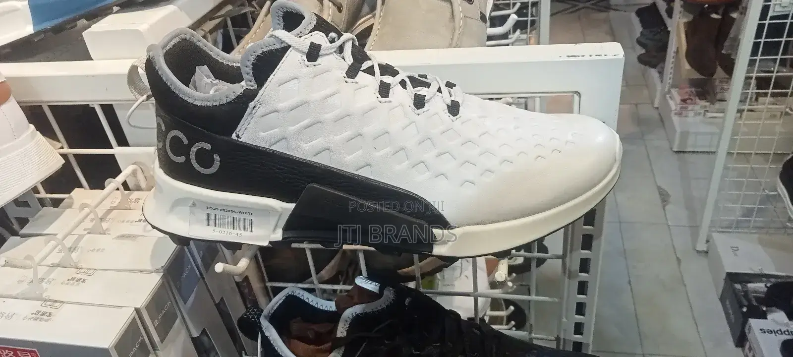 Laodikia New Ecco