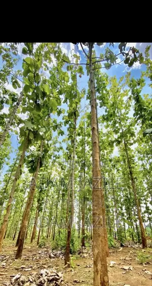 Shamba La Miti Ekari 6 Linauzwa Korogwe