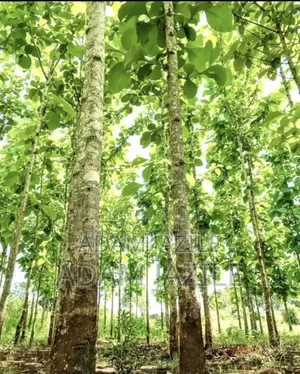 Shamba La Miti Ekari 6 Linauzwa Korogwe