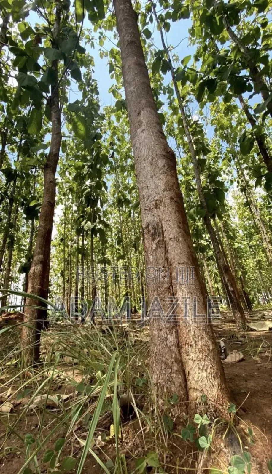 Shamba La Miti Ekari 6 Linauzwa Korogwe