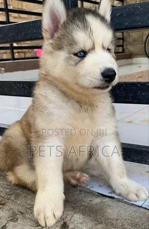 Photo - 1-3 months Male Purebred Siberian Husky