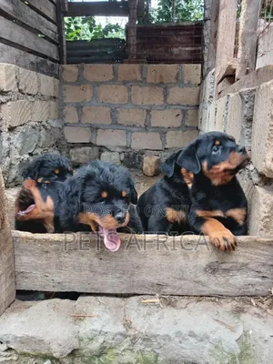 Photo - 1-3 months Female Purebred Rottweiler