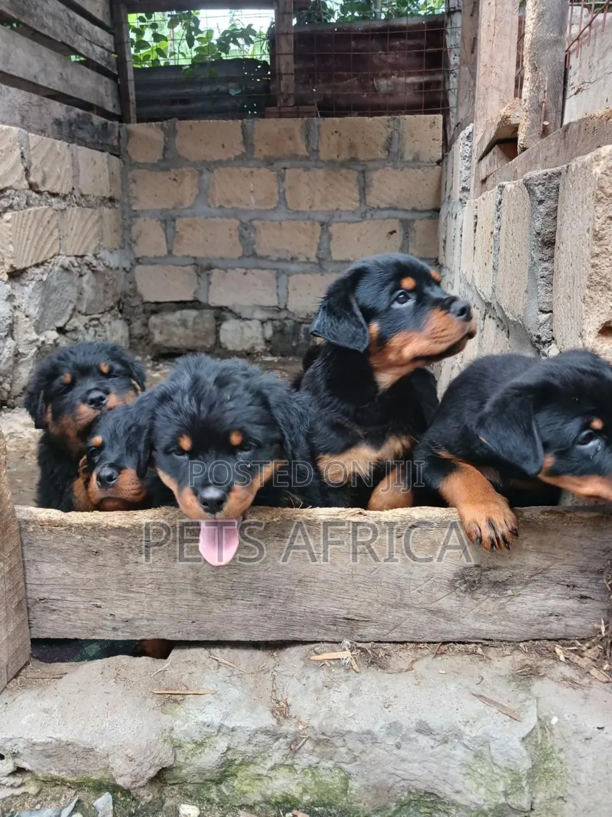 1-3 months Female Purebred Rottweiler