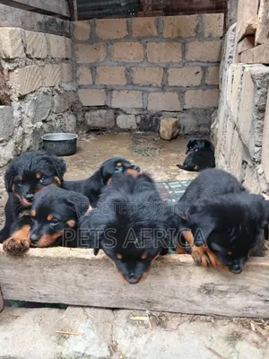 1-3 months Female Purebred Rottweiler