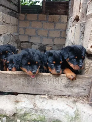 1-3 months Female Purebred Rottweiler