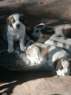 Photo - 1-3 months Male Purebred Saint Bernard