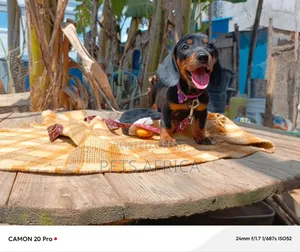 Photo - 1-3 months Female Purebred Dachshund