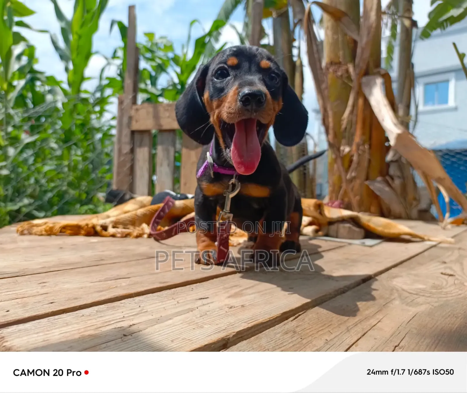1-3 months Female Purebred Dachshund