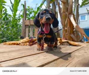1-3 months Female Purebred Dachshund