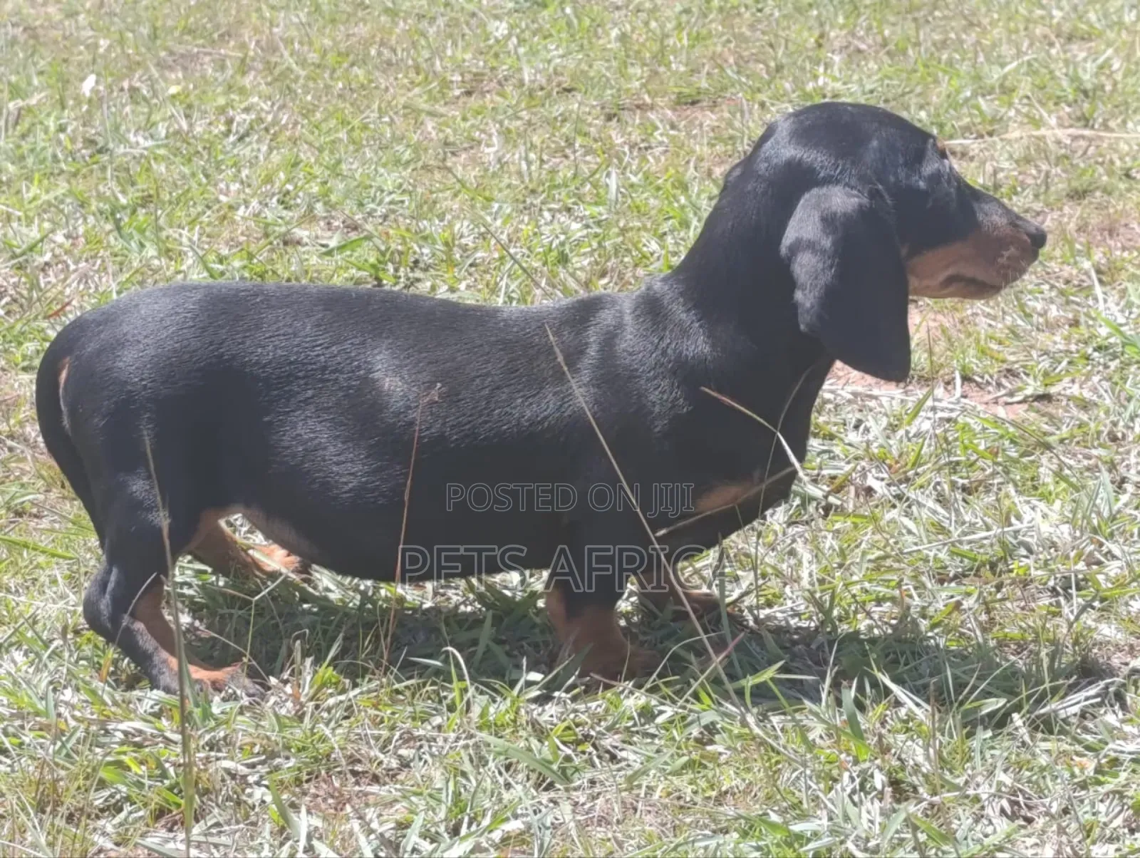 1-3 months Female Purebred Dachshund