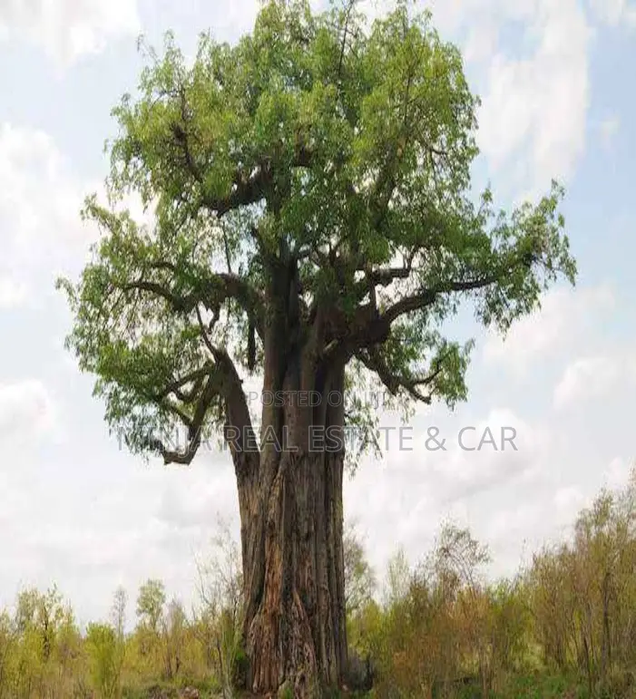 Shamba or Farm for Sale at Fukayosi, Bagamoyo, Pwani Region