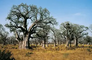 Shamba or Farm for Sale at Fukayosi, Bagamoyo, Pwani Region