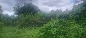 Shamba Fukayose Bagamoyo