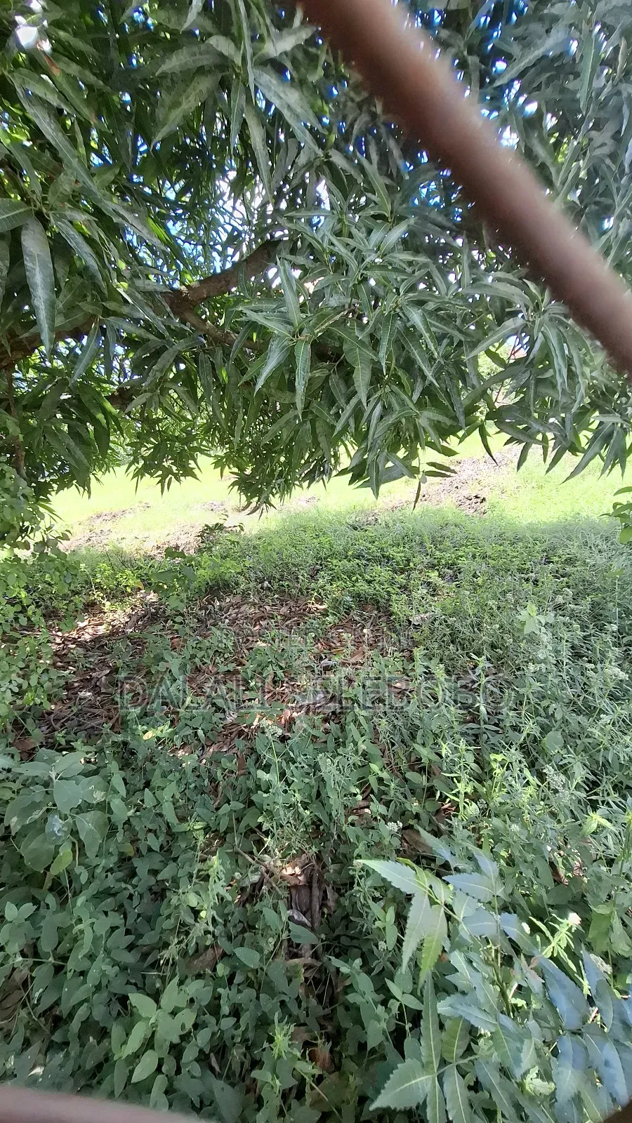 Corner Plot at Mbweni and House Inside