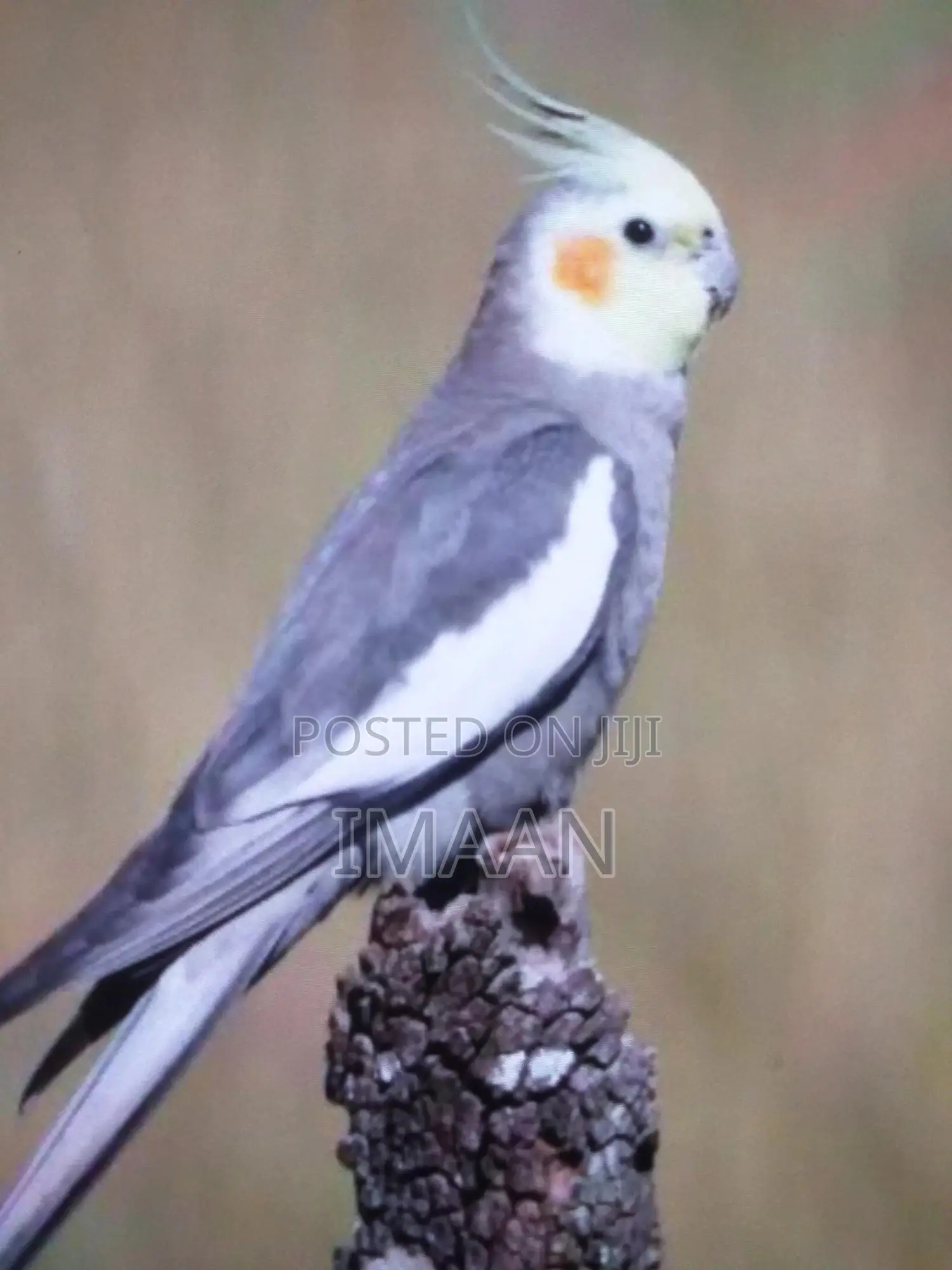 Cockatiels for Sale in Dar Es Salaam