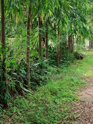 Plot for Sale Mikocheni Beach