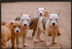 Photo - 1-3 months Female Purebred American Pit Bull Terrier