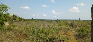 Photo - Shamba Fukayose Bagamoyo