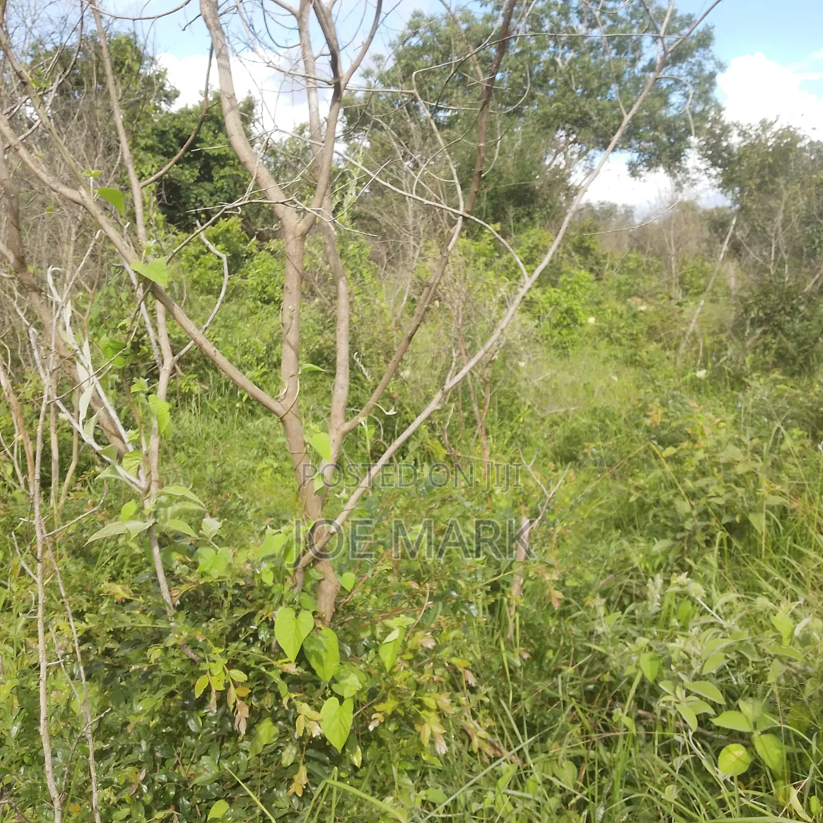 Shamba Linauzwa Vigwa