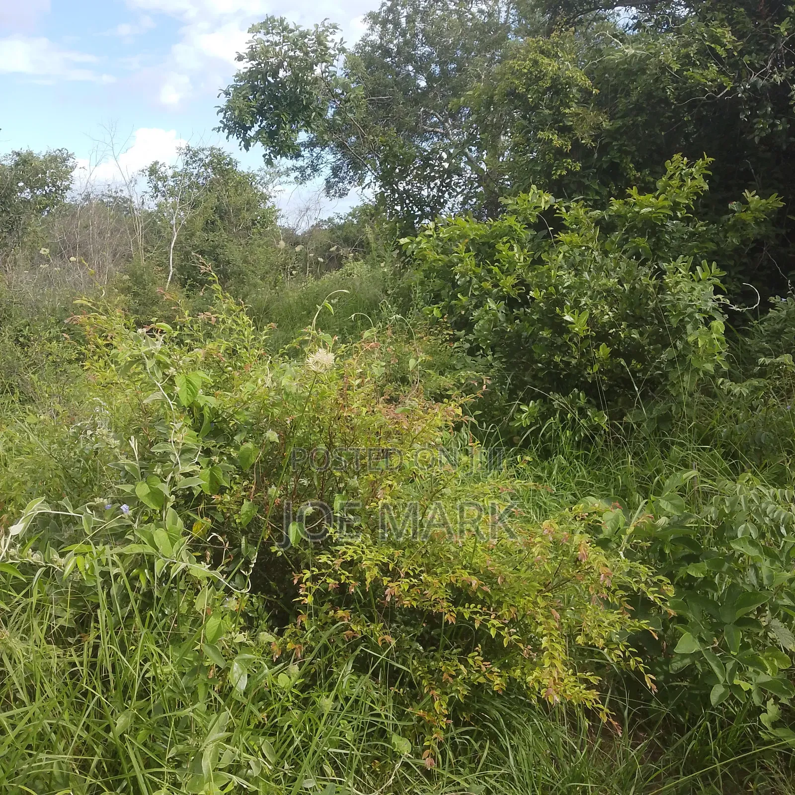 Shamba Linauzwa Vigwa