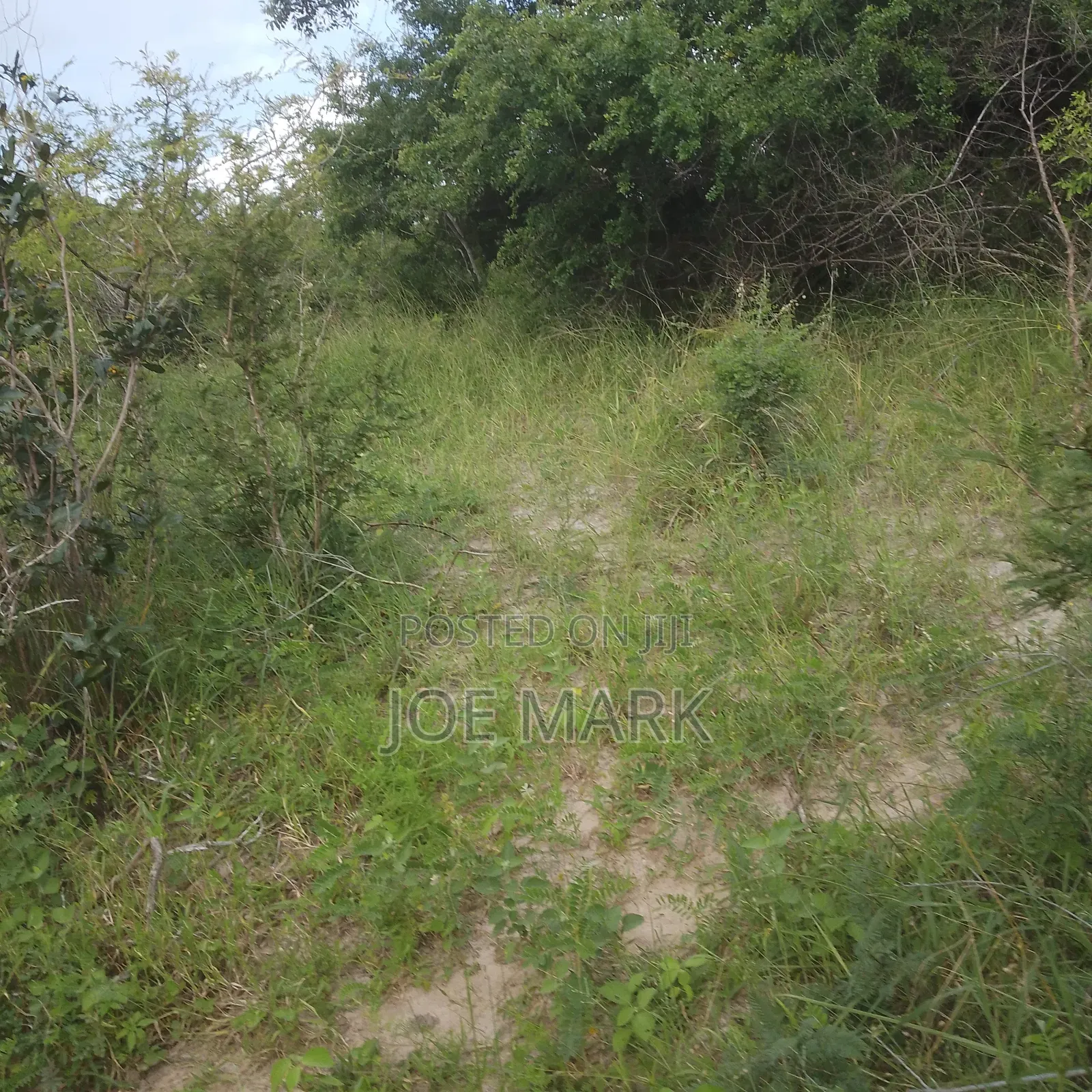Shamba Linauzwa Vigwa
