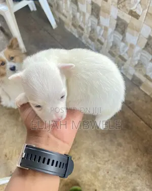 Photo - 1-3 months Male Purebred American Eskimo